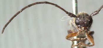 Media type: image;   Entomology 7253 Aspect: head frontal view